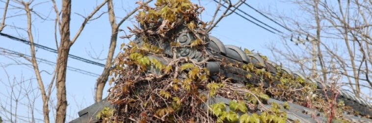 屋根雑草1
